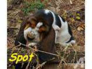 Basset Hound Puppy for sale in LAKEWOOD, CA, USA