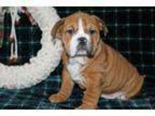 Bulldog Puppy for sale in Wakarusa, IN, USA