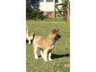 Akita Puppy for sale in Raeford, NC, USA