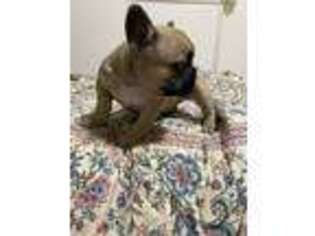 French Bulldog Puppy for sale in Moscow, PA, USA