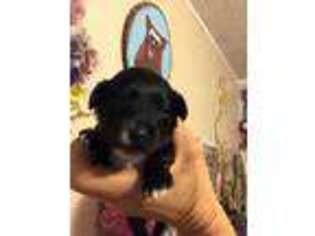 Yorkshire Terrier Puppy for sale in Shallotte, NC, USA