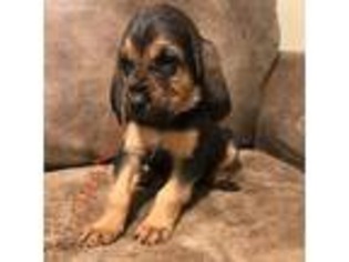 Bloodhound Puppy for sale in Madisonville, KY, USA