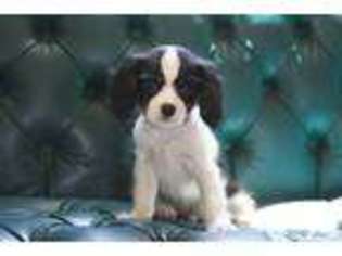 Mutt Puppy for sale in STANTON, MI, USA
