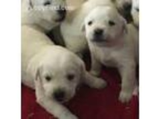 Labrador Retriever Puppy for sale in Quaker City, OH, USA