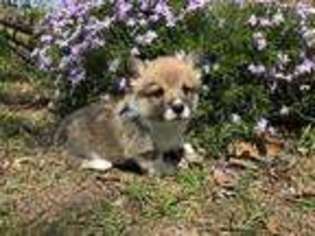 Pembroke Welsh Corgi Puppy for sale in Cape Fair, MO, USA