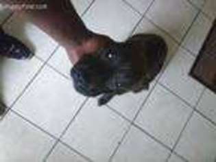 Mastiff Puppy for sale in Killeen, TX, USA