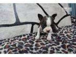 Boston Terrier Puppy for sale in Indianapolis, IN, USA