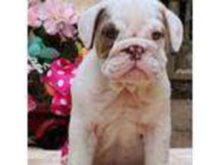 Bulldog Puppy for sale in Seminole, OK, USA