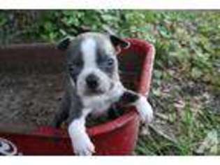 Boston Terrier Puppy for sale in LAKE CITY, FL, USA