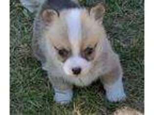 Pembroke Welsh Corgi Puppy for sale in Orting, WA, USA