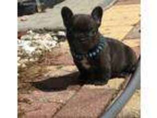 French Bulldog Puppy for sale in Quanah, TX, USA
