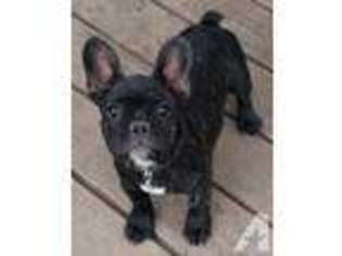 French Bulldog Puppy for sale in CLARKSTON, UT, USA