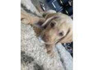 Labrador Retriever Puppy for sale in Sacramento, CA, USA