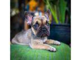 French Bulldog Puppy for sale in Screven, GA, USA