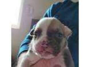 Bulldog Puppy for sale in Dandridge, TN, USA