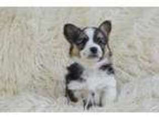 Pembroke Welsh Corgi Puppy for sale in Loudonville, OH, USA