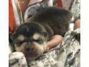Alaskan Klee Kai Puppy for sale in Toutle, WA, USA