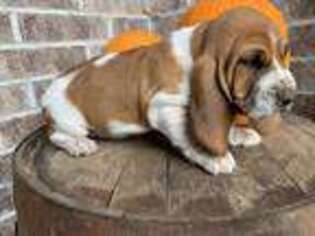 Basset Hound Puppy for sale in Republic, MO, USA