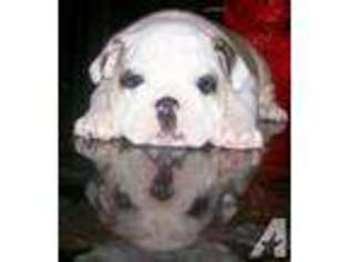 Bulldog Puppy for sale in MURRELLS INLET, SC, USA
