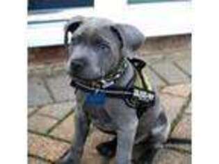 Staffordshire Bull Terrier Puppy for sale in Eureka, CA, USA