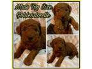 Goldendoodle Puppy for sale in Eagle Mountain, UT, USA