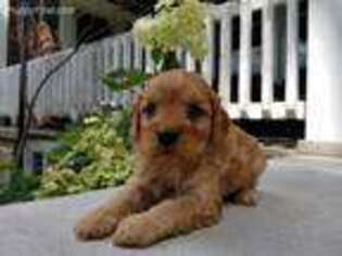 Cavapoo Puppy for sale in Wolcottville, IN, USA