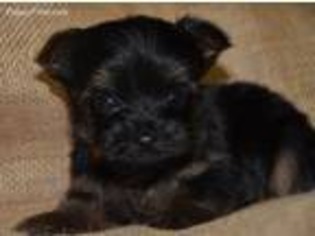 Yorkshire Terrier Puppy for sale in Arab, AL, USA