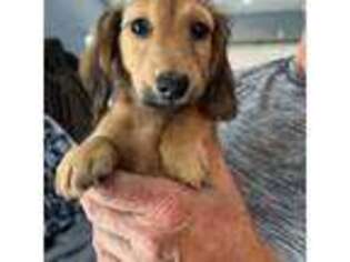 Dachshund Puppy for sale in Orlando, FL, USA