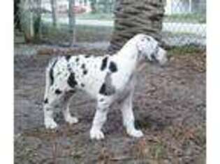 Great Dane Puppy for sale in Apopka, FL, USA