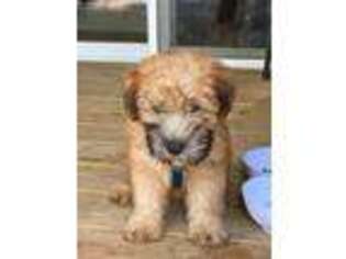Soft Coated Wheaten Terrier Puppy for sale in Saugerties, NY, USA