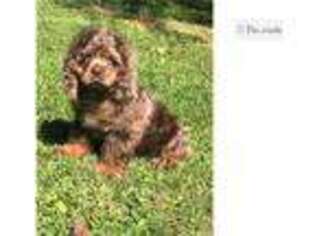 Cocker Spaniel Puppy for sale in Kirksville, MO, USA