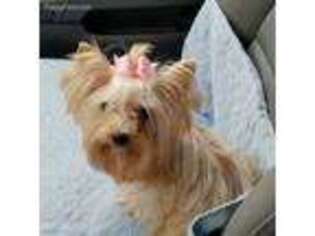 Yorkshire Terrier Puppy for sale in Andrews, SC, USA