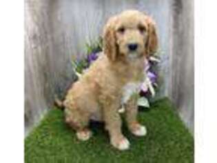 Goldendoodle Puppy for sale in Ligonier, IN, USA