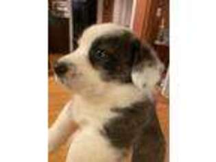 Cardigan Welsh Corgi Puppy for sale in Petersburg, TN, USA