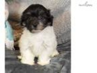 Havanese Puppy for sale in Fort Worth, TX, USA
