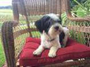 Havanese Puppy for sale in Lewisburg, PA, USA