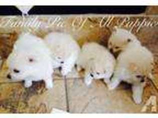 Pomeranian Puppy for sale in SANTA CLARA, CA, USA