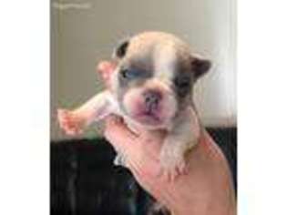 French Bulldog Puppy for sale in Hurricane, WV, USA