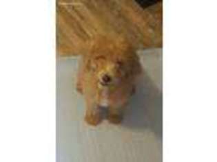 Goldendoodle Puppy for sale in Dahlonega, GA, USA