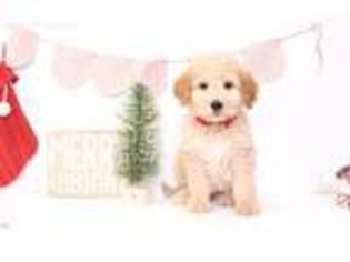 Goldendoodle Puppy for sale in Bonita Springs, FL, USA