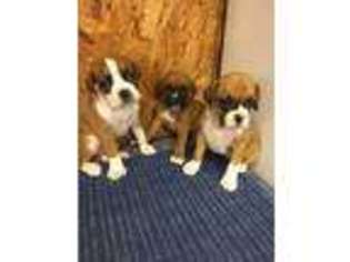 Boxer Puppy for sale in GODWIN, NC, USA