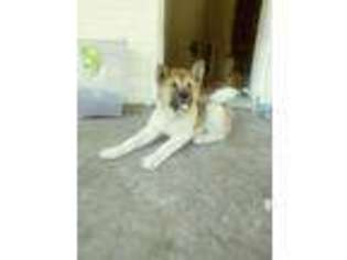 Akita Puppy for sale in Henderson, NC, USA