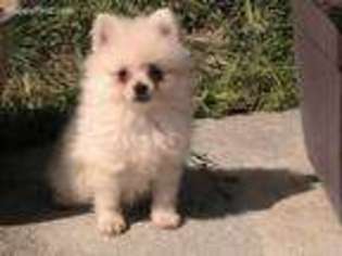 Pomeranian Puppy for sale in Stockton, CA, USA