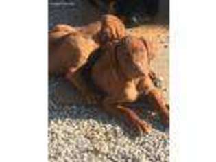 Vizsla Puppy for sale in Greenville, OH, USA