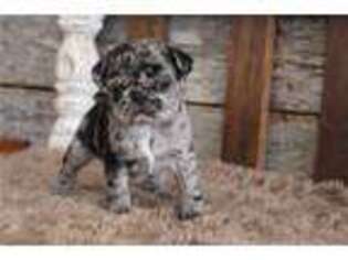 Pug Puppy for sale in Springfield, MO, USA