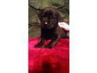 Mastiff Puppy for sale in Mingo Junction, OH, USA