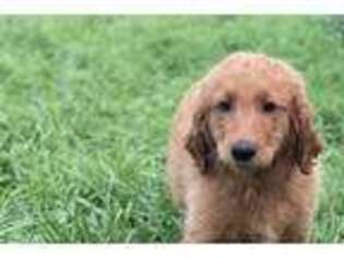Goldendoodle Puppy for sale in Oakville, WA, USA