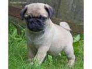 Pug Puppy for sale in Weslaco, TX, USA