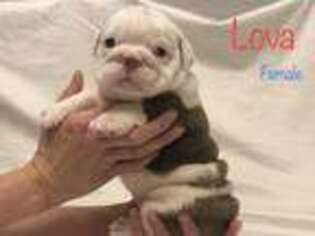 Bulldog Puppy for sale in Bixby, OK, USA