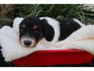 Dachshund Puppy for sale in Dothan, AL, USA